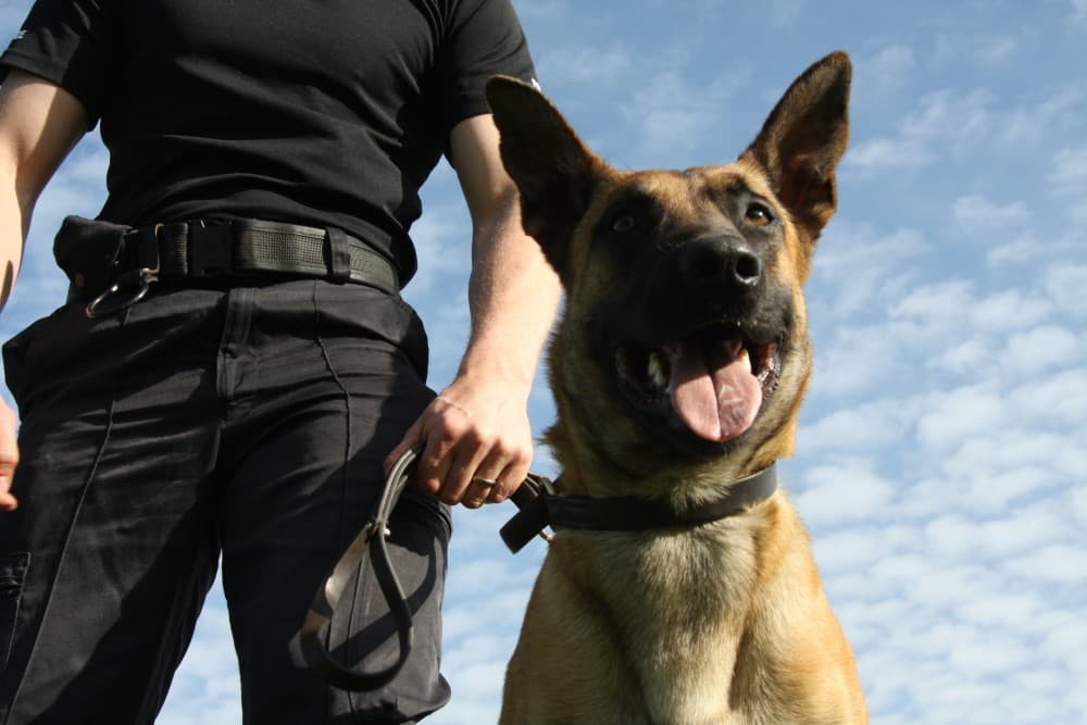 Specialist Canine Security through Security Dog Services Cheltenham