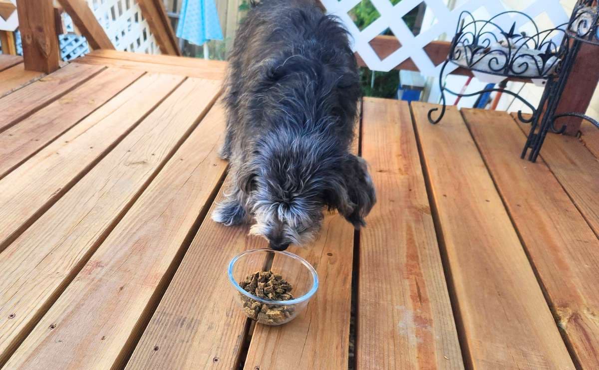 Badlands Ranch Dog Food and Its Support for Digestive Wellness
