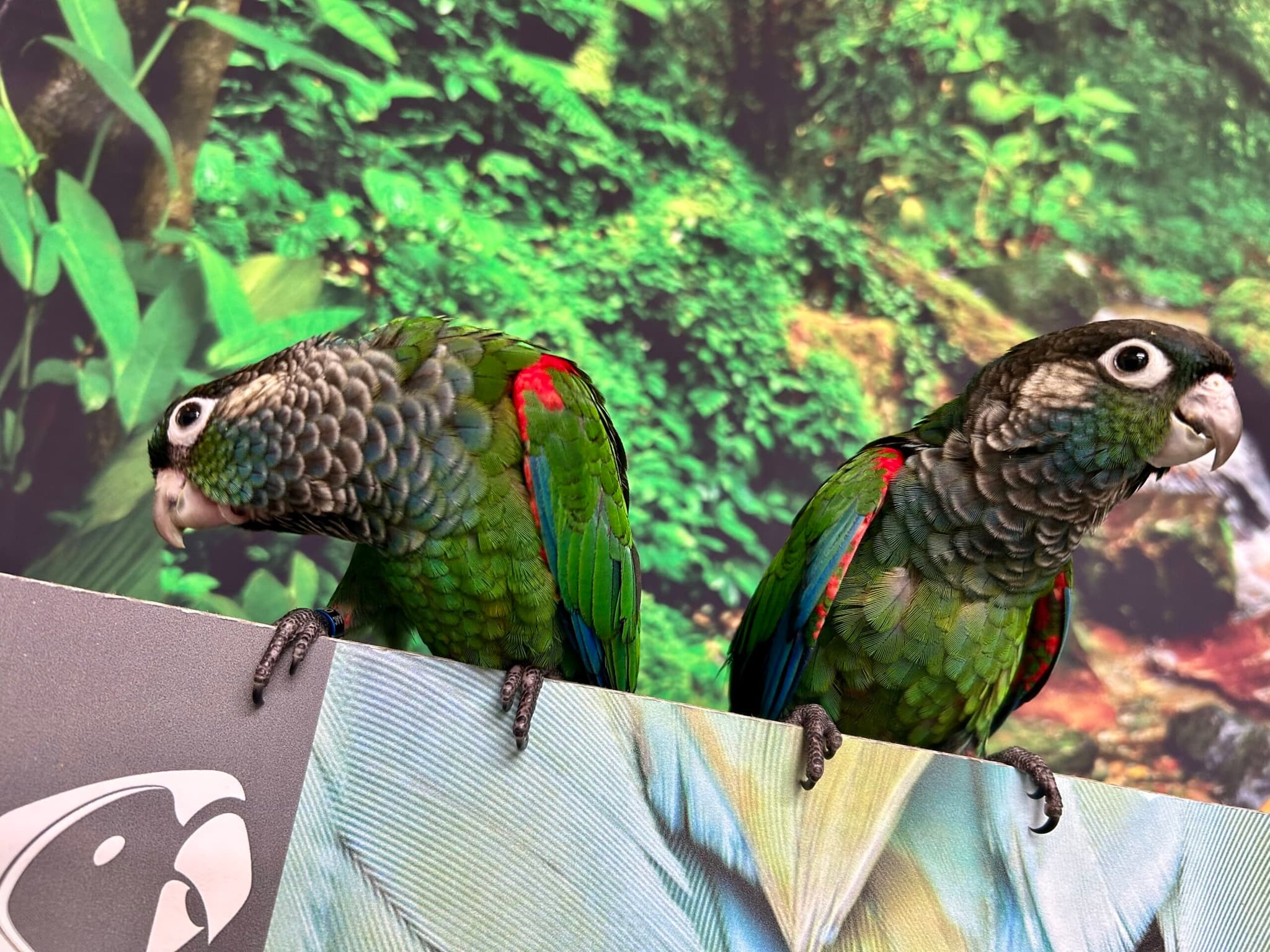 Exotic Birds – Exotic Parrots &amp; More at Amazing Birds Farm