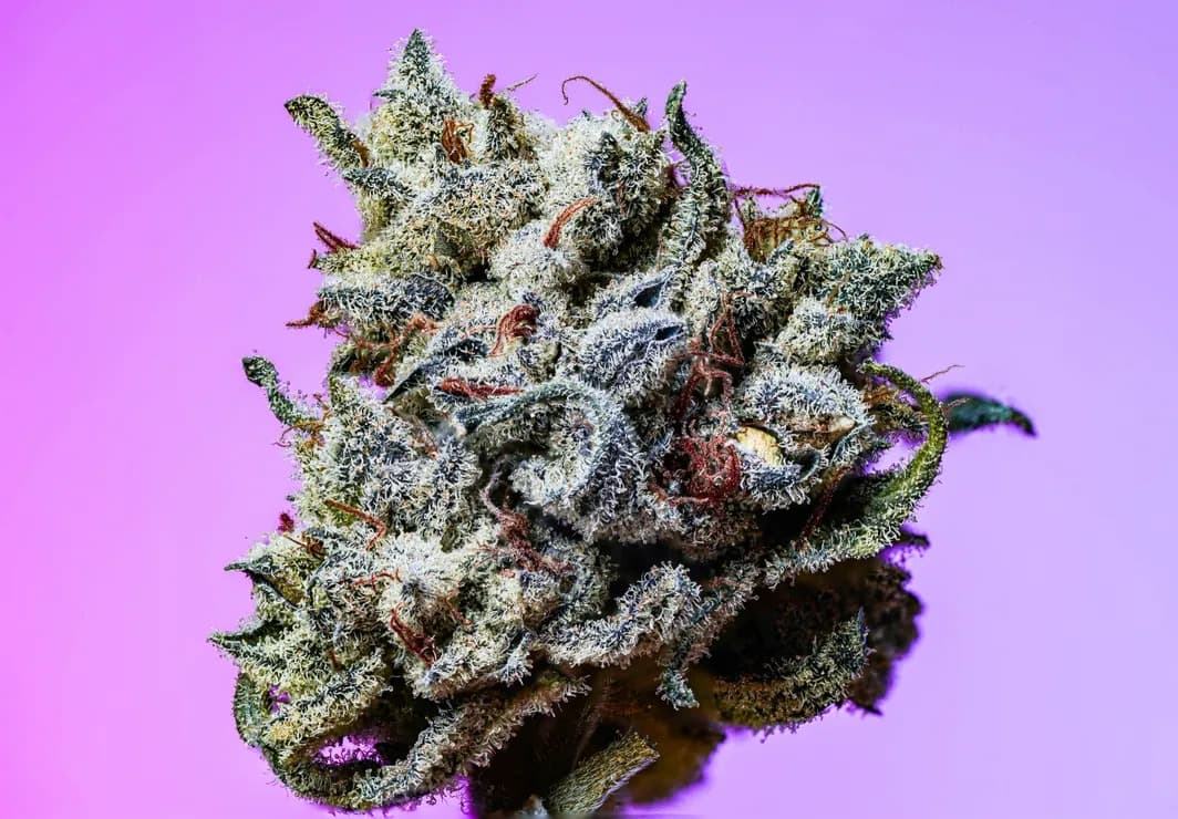 Pure Michigan Strain – Sourced from BC’s Top Cannabis Growers at Bud Cargo