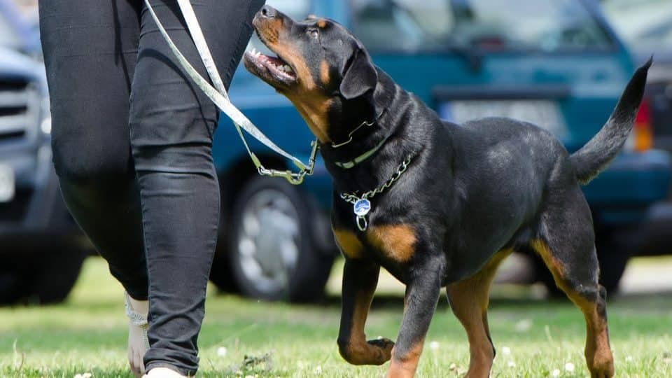 Service Dog Training for Emotional Support Expert Strategies