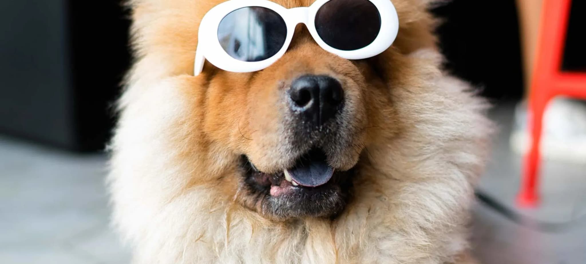 Vet Home Certs: Travel with Pets Without Hassle