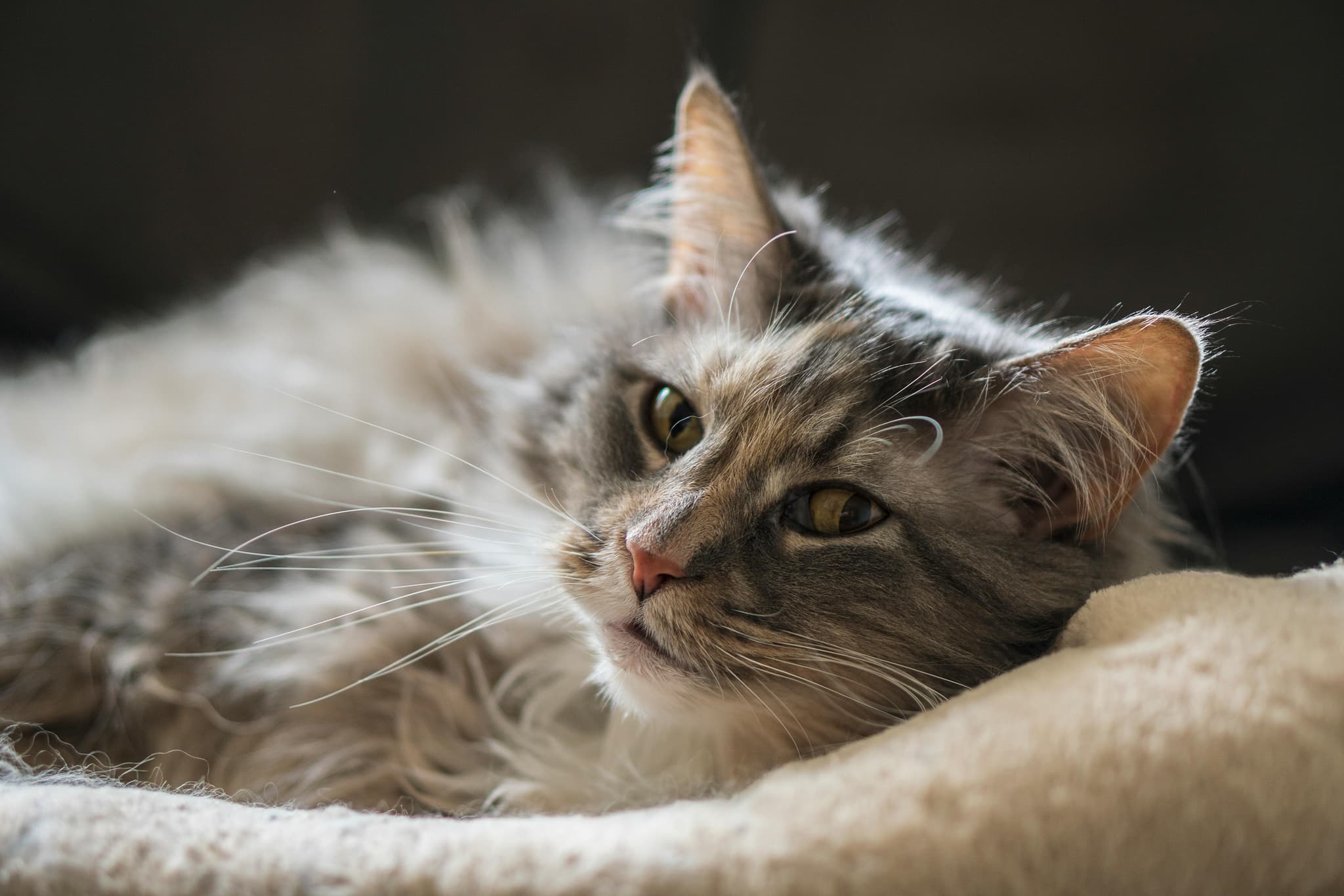 Healthy Maine Coon Kittens for Sale Bay Area with Health Guarantees