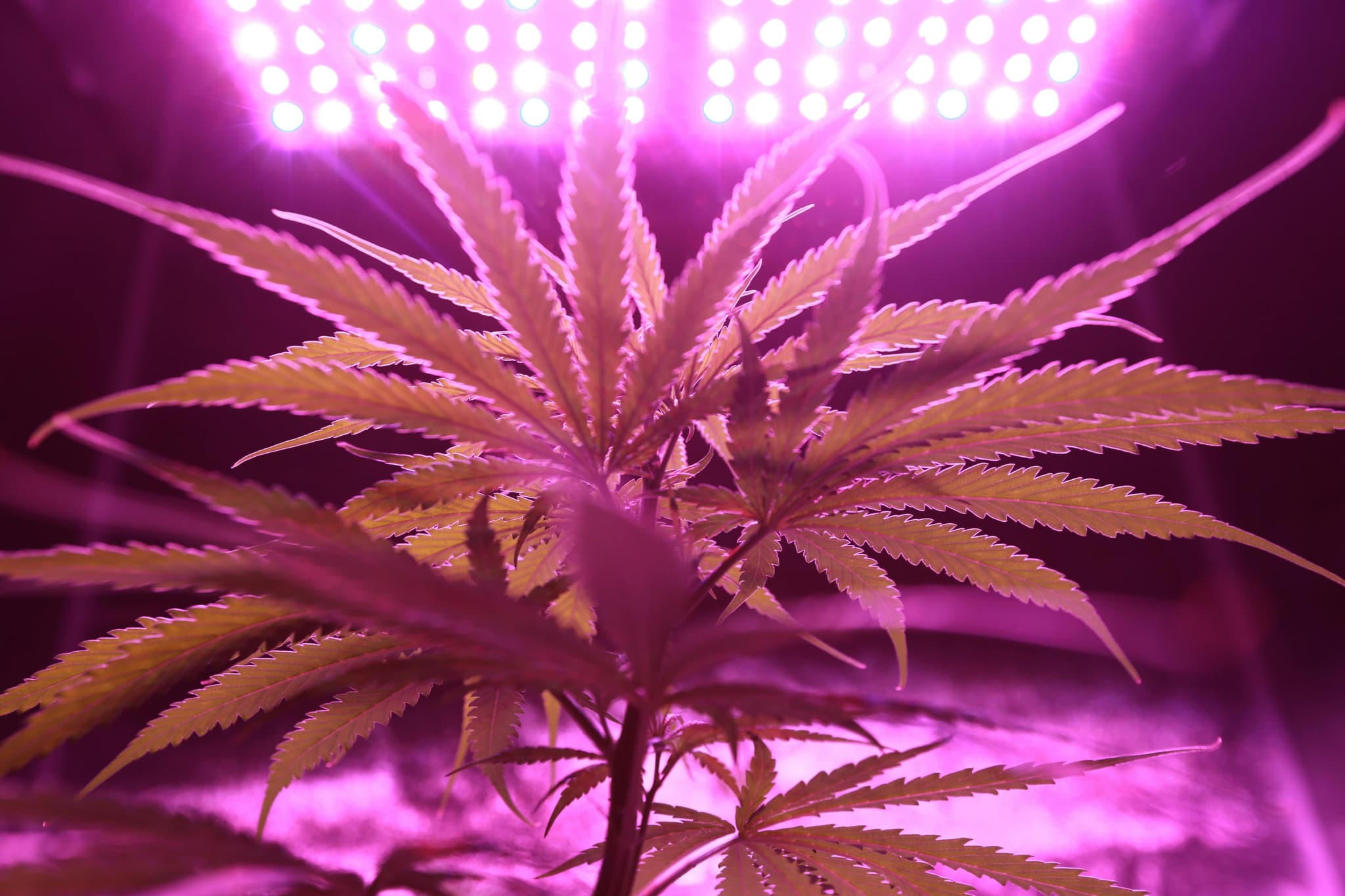 CANNABIS IN CULINARY ARTS: HOW CHEFS USE FLAVOR, AROMA, AND TECHNIQUE