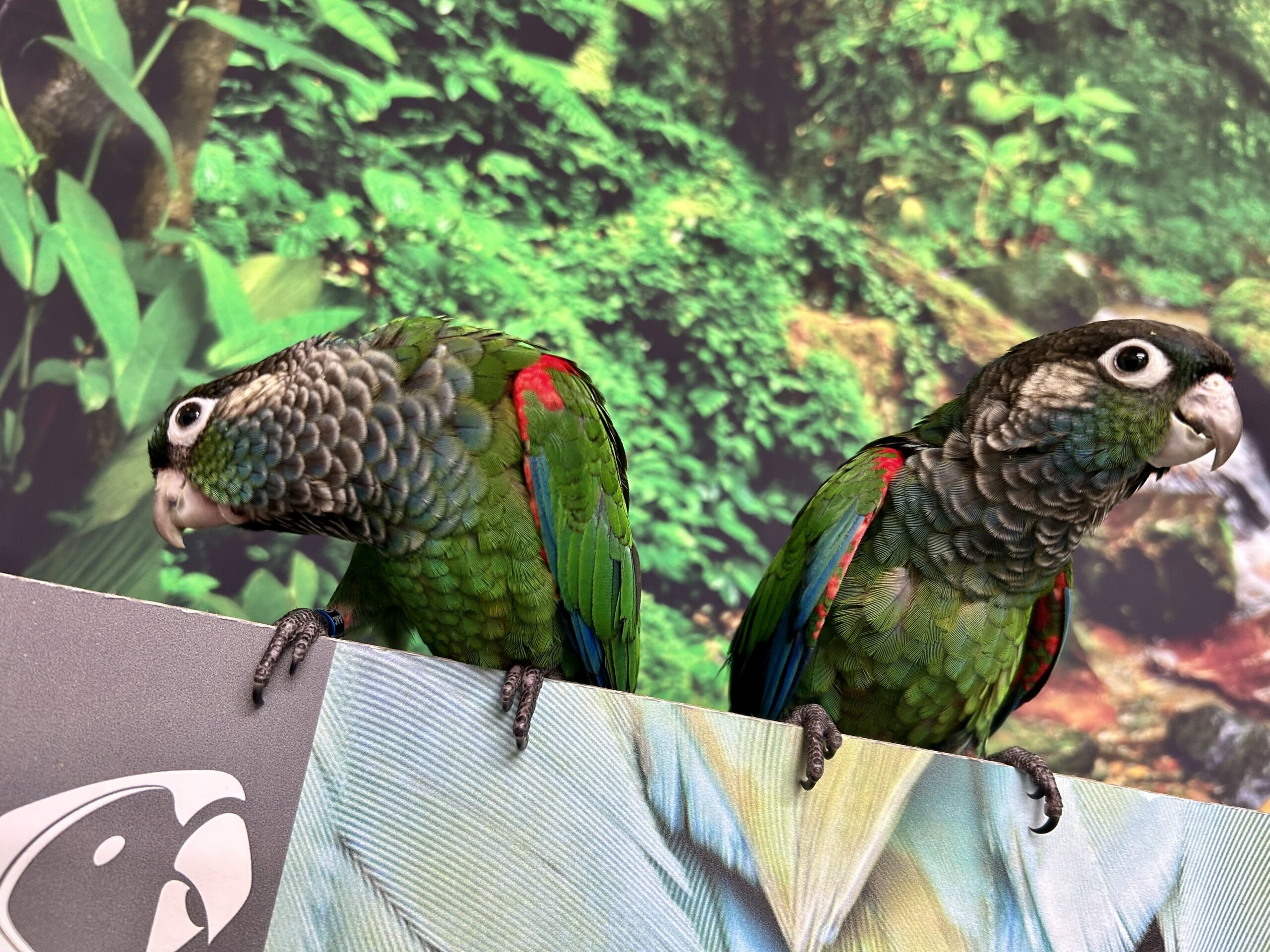Exotic Birds – Exotic Parrots & More at Amazing Birds Farm
